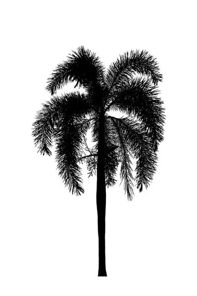 Silueta de palmera Plantas ornamentales hermosas sobre fondo blanco —  Fotos de Stock