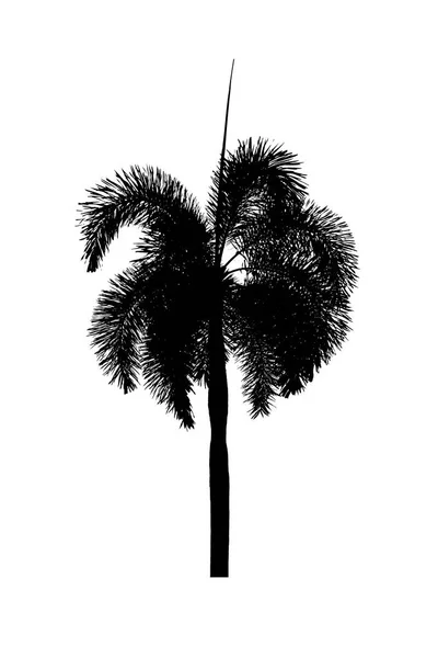 Silueta de palmera Plantas ornamentales hermosas sobre fondo blanco —  Fotos de Stock