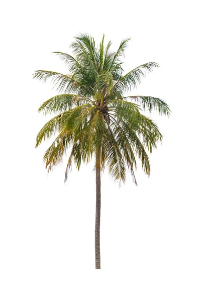 Кокосовое дерево красивое на белом фоне — стоковое фото