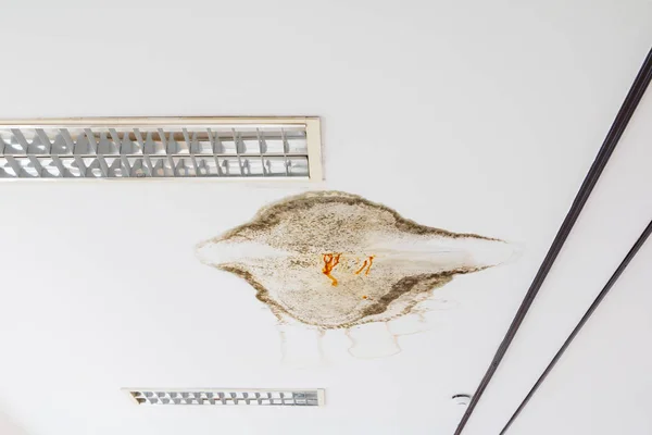 Fungus in gypsum ceiling interior building damaged from water leaking — Stock Photo, Image