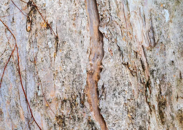 Boomstam natuur. schors textuur patroon hout voor achtergrond — Stockfoto