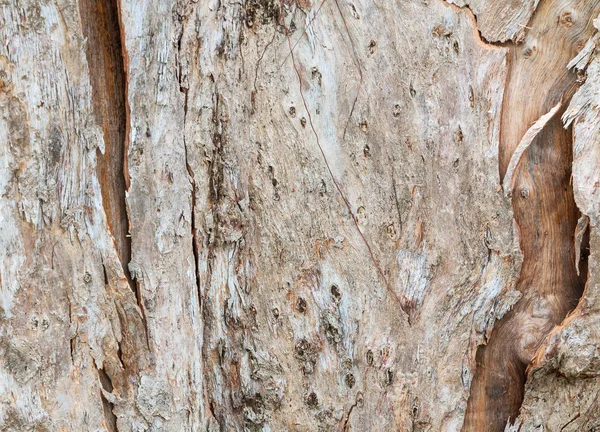 Boomstam natuur. schors textuur patroon hout voor achtergrond — Stockfoto