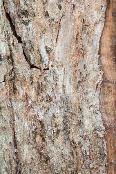 Boomstam natuur. schors textuur patroon hout voor achtergrond — Stockfoto