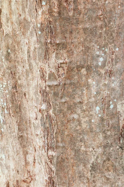 Baumstamm Natur. Rinde Textur Muster Holz für Hintergrund — Stockfoto
