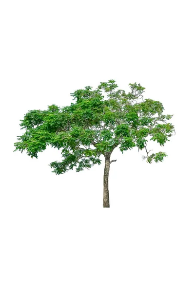 Дерево и лист красивый на белом фоне — стоковое фото