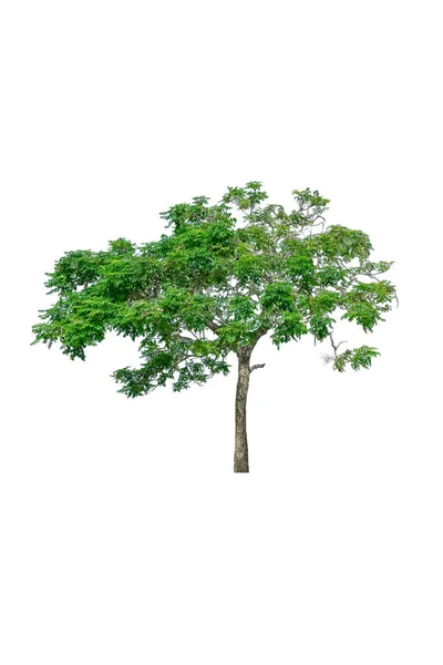 Árbol y hoja hermosa sobre fondo blanco — Foto de Stock