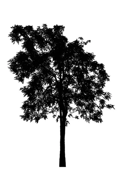 흰색 배경에 아름다운 나무 실루엣 — 스톡 사진