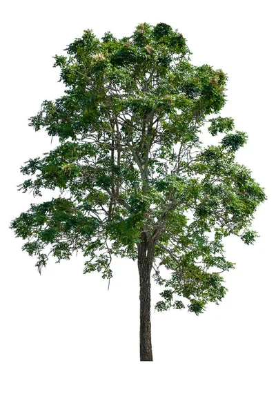 白い背景に美しい木と葉 — ストック写真