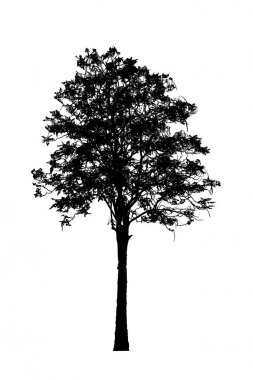 beyaz arka plan üzerinde izole güzel ağaç siluetleri
