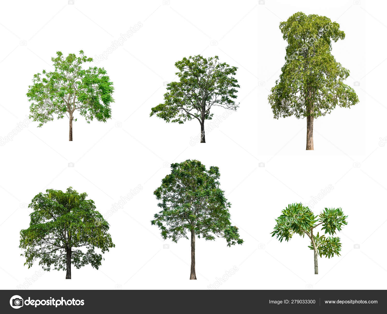 Collection Of Tree Dwarf Tamarind Beautiful Isolated On White Stock Photo Image By C Pramot Collection Of Tree Dwarf Tamarind Beautiful Isolated On White Stock Photo Image By C Pramot