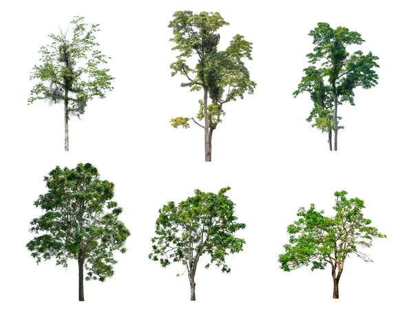 Common Trees Of India Stock Photos Royalty Free Common Trees Of India Common Trees Of India Stock Photos Royalty Free Common Trees Of India