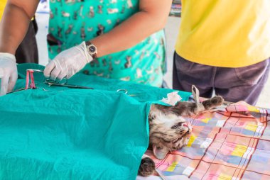 yatakta veteriner tarafından kedi cerrahisi sterilizasyon