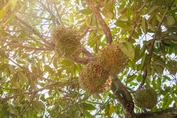 Fruto duriano en el árbol. rey de la fruta en Tailandia — Foto de Stock
