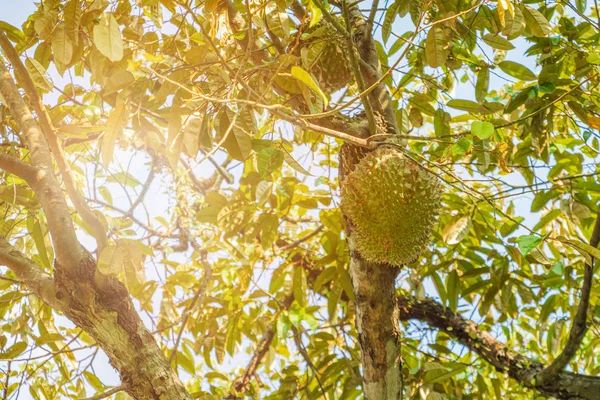 Φρούτα της ντούριαν στο δέντρο. βασιλιάς των φρούτων στην Ταϊλάνδη — Φωτογραφία Αρχείου