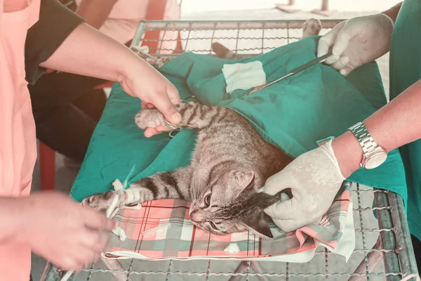 Kot chirurgii sterylizacji przez weterynarza na łóżku — Zdjęcie stockowe