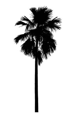 Palmiye ağacı silueti. Beyaz arka planda güzel süs bitkileri.