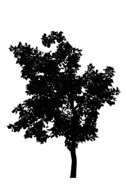 beyaz arka plan üzerinde izole güzel ağaç siluetleri