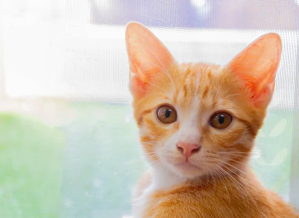 Kucing oranye lucu cari dan latar belakang kabur — Stok Foto