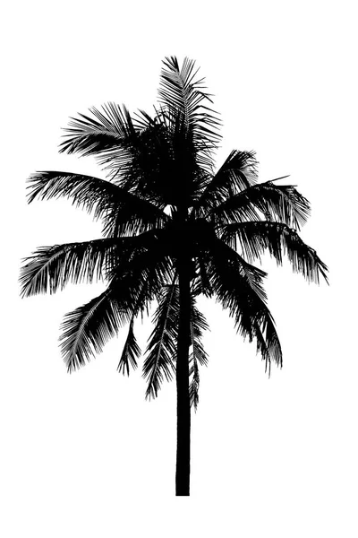 Drzewo kokos na białym tle piękny sylwetki — Zdjęcie stockowe