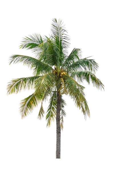 Кокосовое дерево выделяется красиво на белом фоне — стоковое фото