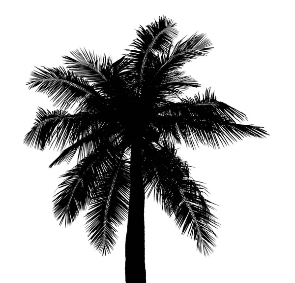 Drzewo kokos na białym tle piękny sylwetki — Zdjęcie stockowe
