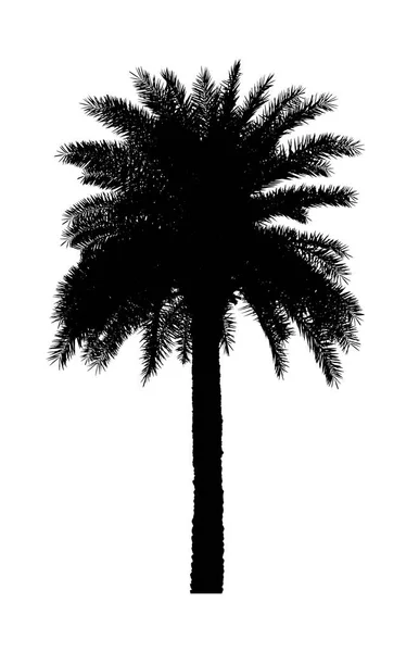 Palm tree silhouette Ornamental plants beautiful on white background — Stock Photo, Image