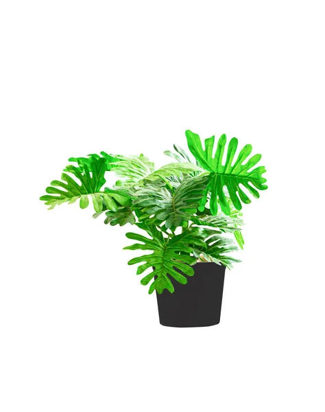 Albero di plastica filodendro xanadu piante ornamentali — Foto Stock