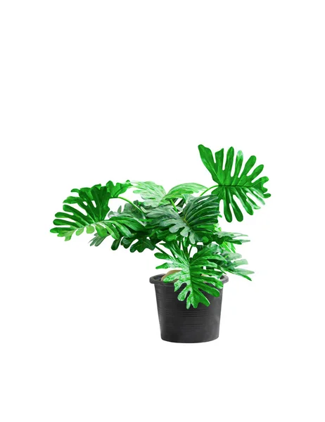 Árvores plásticas philodendron xanadu plantas ornamentais — Fotografia de Stock