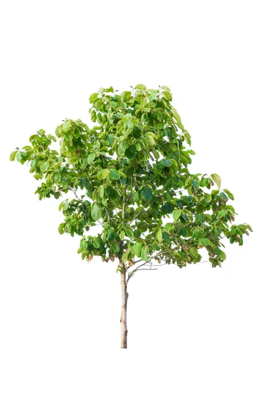 Árbol de teca y hoja hermosa aislado sobre fondo blanco —  Fotos de Stock