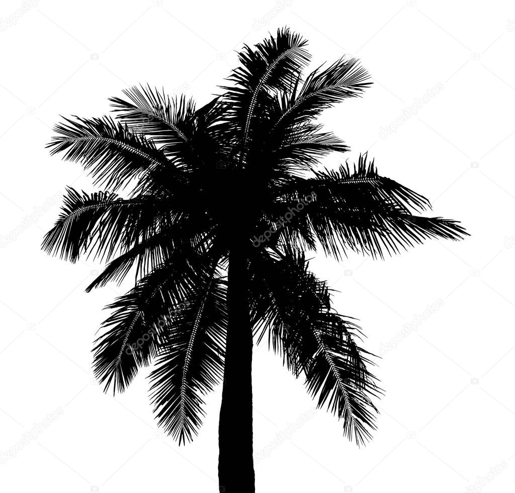 coconut tree silhouettes beautiful isolated on white background