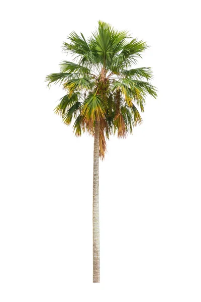 Palm prydnadsväxter vackra isolerade på vit bakgrund — Stockfoto