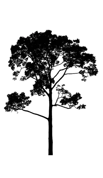 Baumsilhouetten schön isoliert auf weißem Hintergrund — Stockfoto