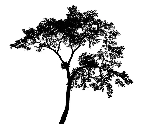 Tree silhouettes beautiful isolated on white background — Stock Photo, Image