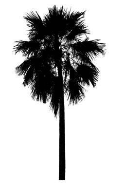 Palmiye ağacı silueti. Beyaz arka planda güzel süs bitkileri.