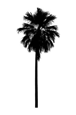Palmiye ağacı silueti. Beyaz arka planda güzel süs bitkileri.
