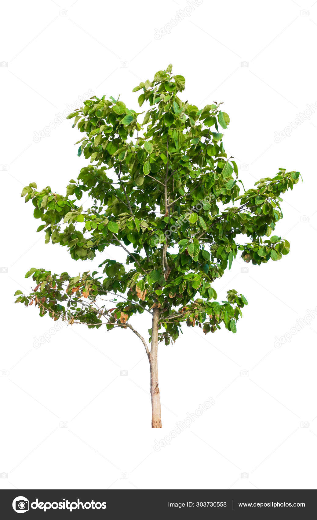 Teak Tree