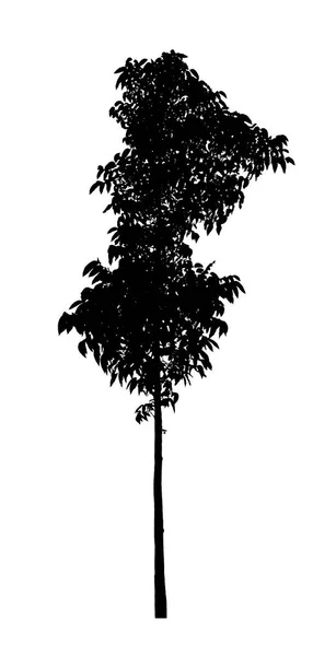 나무 실루엣 아름다운 흰색 배경에 고립 — 스톡 사진