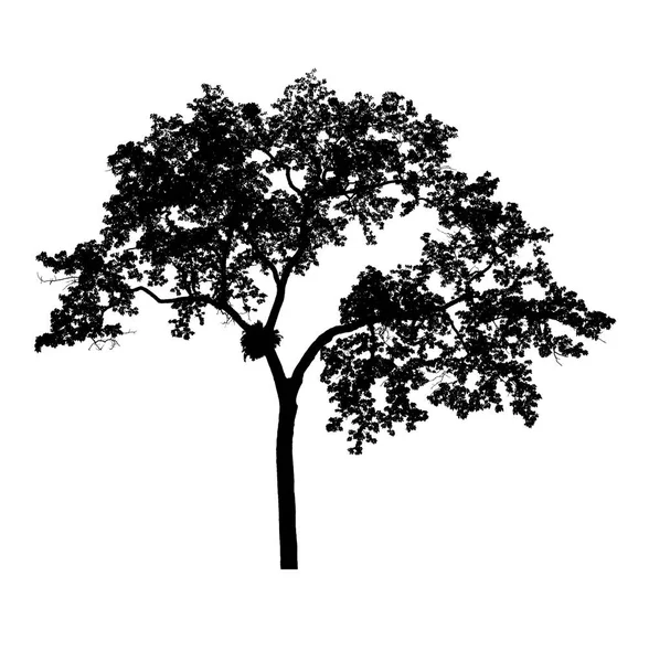 Tree silhouettes beautiful isolated on white background — Stock Photo, Image