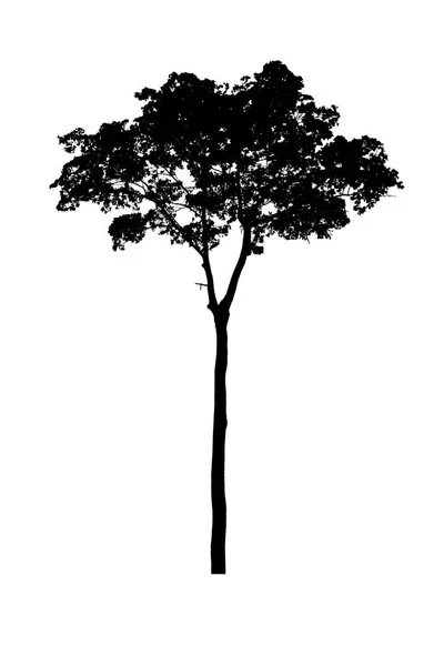 树剪影美丽的孤立在白色背景 — 图库照片