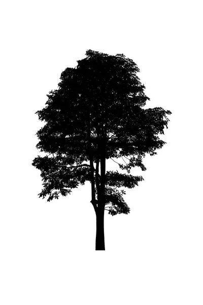 Tree silhouettes beautiful isolated on white background — Stock Photo, Image