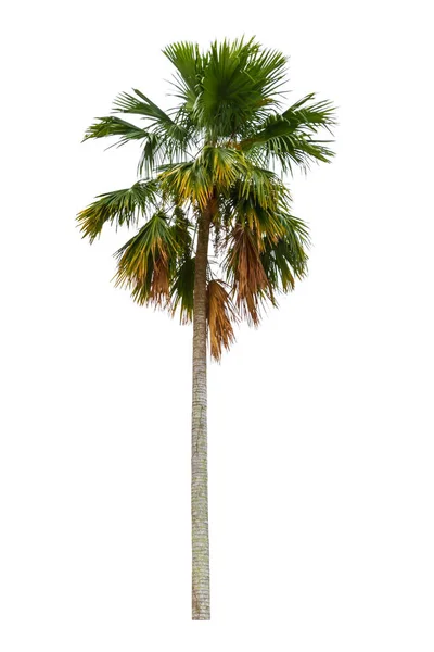 Palmera Plantas ornamentales hermoso aislado sobre fondo blanco —  Fotos de Stock