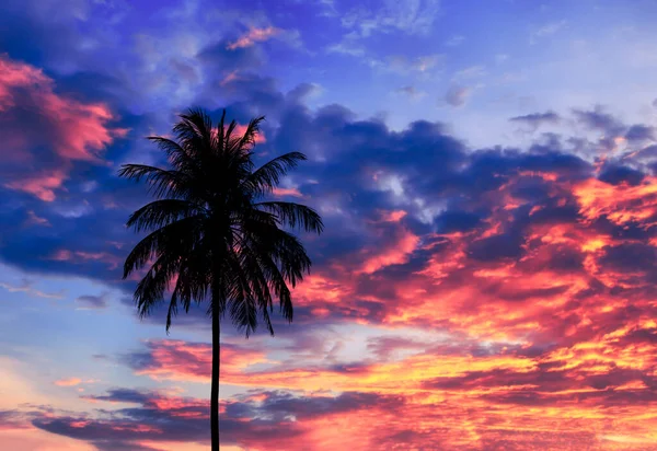 Silhueta de coqueiro e céu cor escura pôr do sol bonito no crepúsculo tempo fundo — Fotografia de Stock