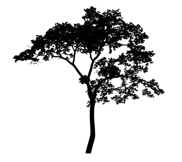 Tree silhouettes beautiful isolated on white background — Stock Photo, Image