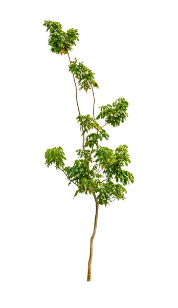 Árbol y hoja hermosa sobre fondo blanco — Foto de Stock