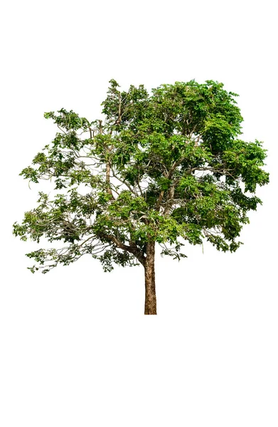 Árbol Hoja Hermosa Sobre Fondo Blanco — Foto de Stock