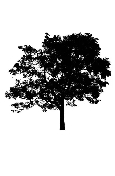 Drzewo Sylwetki Piękny Białym Tle — Zdjęcie stockowe