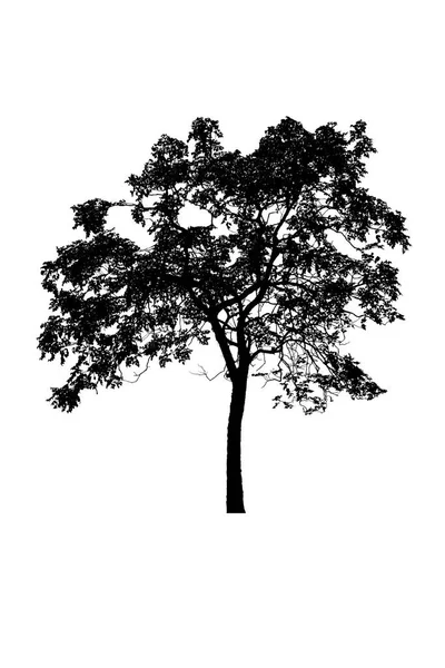 Drzewo Sylwetki Piękny Białym Tle — Zdjęcie stockowe