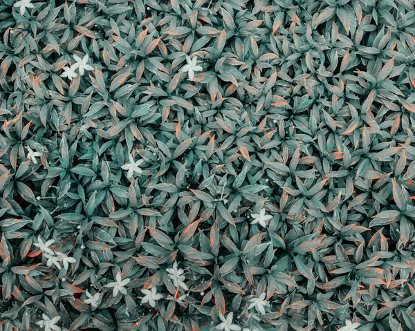 白い花の上に緑の暗い葉 — ストック写真