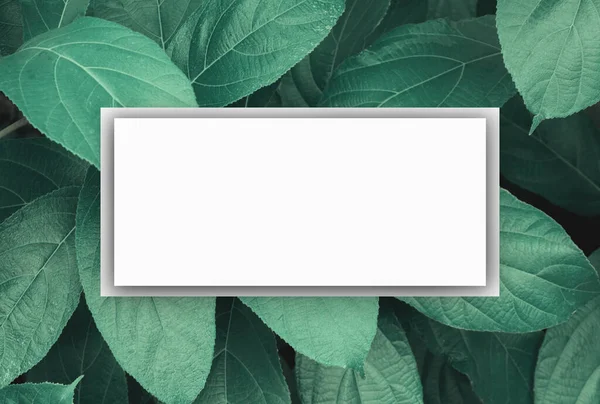 square frame with green dark leaves nature background and creative layout made paper card note