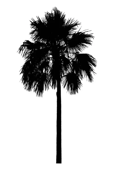 Silueta Palmera Plantas Ornamentales Hermosas Sobre Fondo Blanco — Foto de Stock